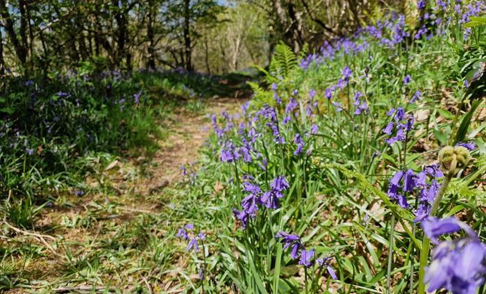 Footpath through woodland with bluebells